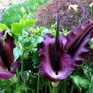 Voodoo Lily Dracunculus 5 seeds enormous blooms eats flies showy foliage easy to