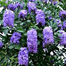 Texas Mountain Laurel 10 seeds Sophora secundiflora fragrant blooms xeriscape