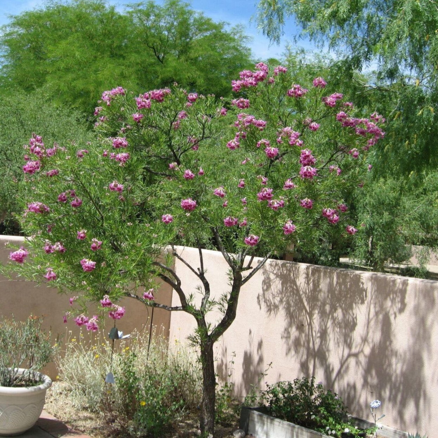 Fresh Seeds USA Desert Willow Tree Seeds Chilopsis Linearis Large Pink Flowers