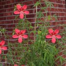 10 Seeds Scarlet Rosemallow Hibiscus Red Flower 10 Seeds Texas Star Hibiscus