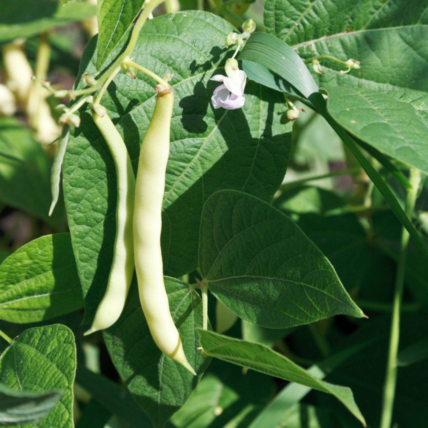 Pinto Beans Organic Seeds Fresh Seeds From US