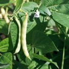 Pinto Beans Organic Seeds Fresh Seeds From US