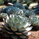 Artichoke Agave Agave parryi cold hardy succulent 10 seeds zones 5 to 11 desert