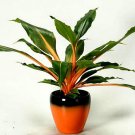 Mandarin Plant easy houseplant 10 seeds Chlorophytum orange stems showy foliage