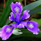 Pacific Coast Iris Iris douglasiana 10 seeds wild iris brilliant blooms ground