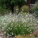 Fresh New Gaura Lindheimeri 15 Seeds