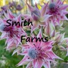 25 Seeds Serruria Florida Flower Pink Blushing Bride Flower Plants Ing Fresh Usa