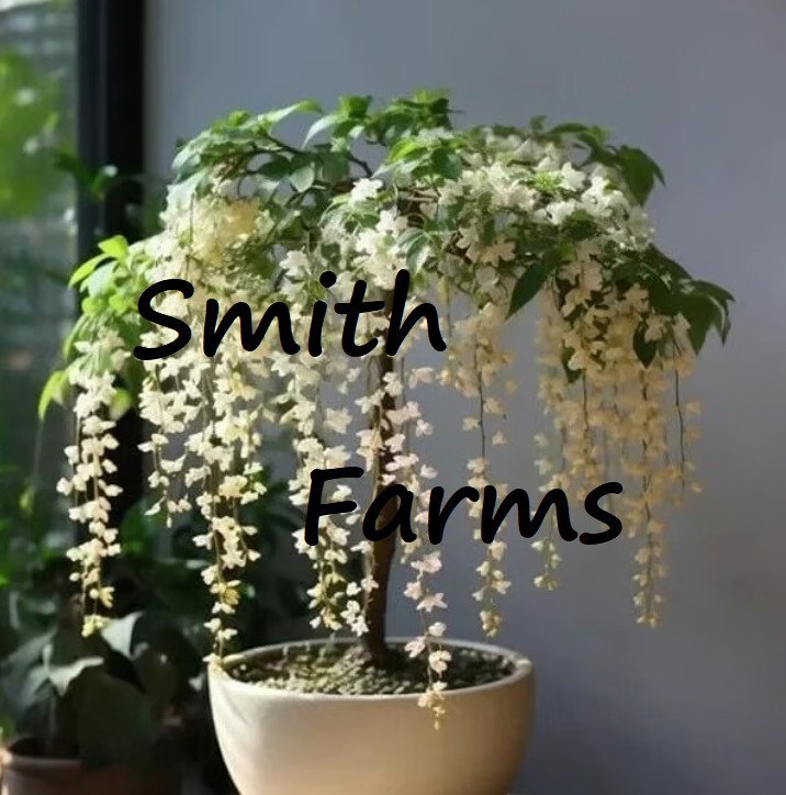 15 Seeds White Weeping Jasmine Flowers Easy To Grow Tree Fresh Usa Seller