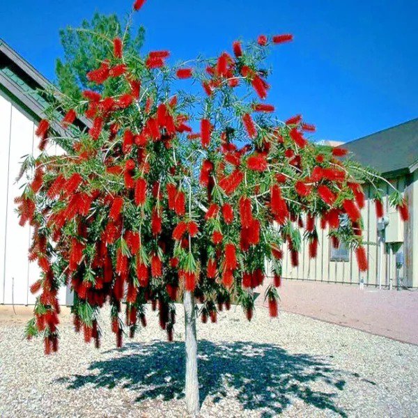 50 Weeping Bottlebrush Flower Tree Seeds Plant (Callistemon Viminalis) Usa Seller