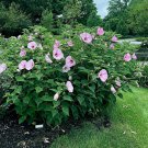 20 Pink Swamp Mallow Rose Seeds ""Large Flower"" Hardy Hibiscus Fast Plant Usa