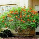 10 Dwarf Poinciana best Seedss RED BIRD OF PARADISE MEXICAN C. pulcherrima)