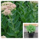 Hylotelephium Spectabile 4Inches Plant Showy Stonecrop Plant Houseplant Succulen