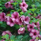 Allamanda Blanchetii Live Plant Purple Allamanda 12" In 4" Pot Fast Growing