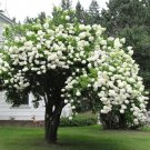 Japanese Snowball Shrub 6-12" Tall 3" Viburnum plicatum