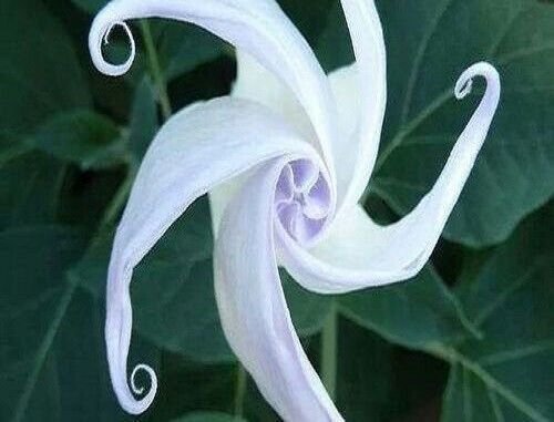 25 Seeds Easy To Grow White Moon Flower Odd Plants To Grow