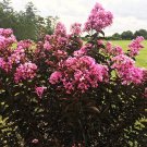 40 seeds soft Pink Crepe Myrtle Crape Tree Lagerstroemia Flower