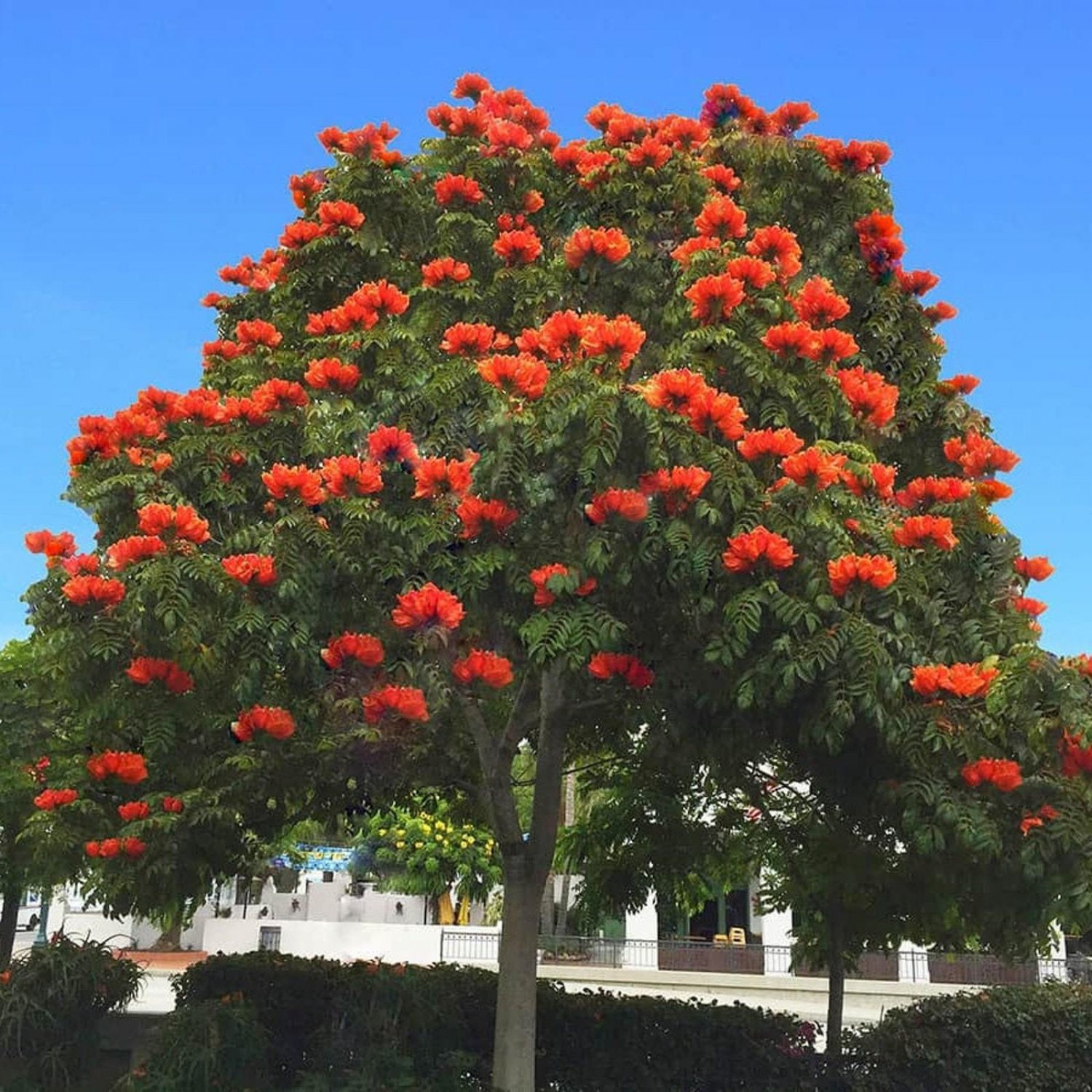 20 New Fresh African Tulip Tree (Spathodea Campanulata) Seeds