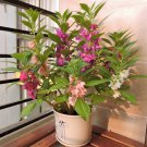Balsam Camelia (Impatiens Balsamina) 50 Seeds