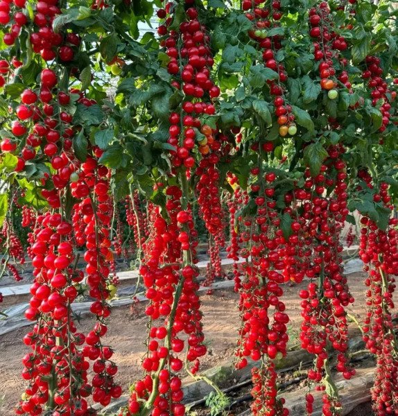 FRESH 100 Sugar Bomb Cherry Tomato Seeds