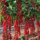 FRESH 100 Sugar Bomb Cherry Tomato Seeds