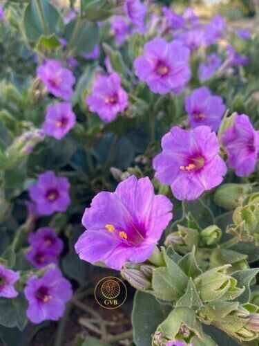 Mirabilis multiflora (Colorado Four O&acirc;��Clock Seeds) 20 Seeds Southwest Plant