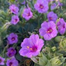 Mirabilis multiflora (Colorado Four O’Clock Seeds) 20 Seeds Southwest Plant