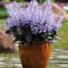 25+ Seeds Purple Cockscomb Flower Celosia Flower Garden