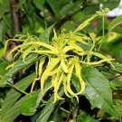Cananga odorata, Ylang-Ylang tree, container or bonsai for indoor flowers, 100 Seeds