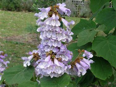 Paulownia, Fast-Growing Tree with Lavender Blooms, 200 SEEDS