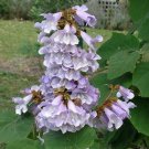 Paulownia, Fast-Growing Tree with Lavender Blooms, 200 SEEDS