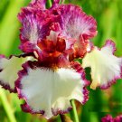 Iris tectorum - Red Rose Red White Colorful Flowers, 20 SEEDS