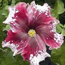 Hibiscus ROSA-SINENSIS Flower, 200 Seeds