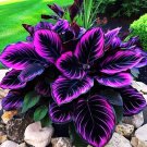 25 Seeds Purple Tip Calathea Couture Flower Indoor or Outdoor Beautiful Plant Easy to Grow Garden