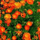 Calendula 50+ Seeds Newly Harvested, Beautiful Vivid Golden Blooms