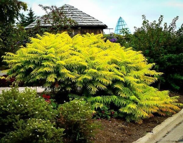 Staghorn Cutleaf Sumac 'Tigereyes' (Rhus Typhina) USA SELLER