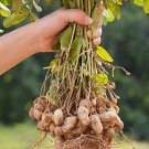 25+ Organic Virginia Peanut Seeds Arachis Hypogaea USA SELLER