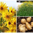 20 Sunchoke Seeds Jerusalem Artichoke Potato Substitute Helianthus Tuberosus