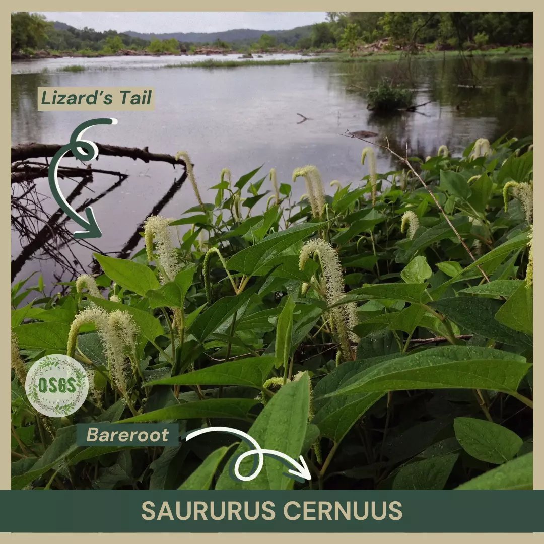 Bareroot Lizard&acirc;��s Tail Saururus cernuus Live Plant Medicinal Native USA Seller