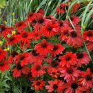 50 Red Salsa Coneflower Seeds Echinacea Perennial Flowers Flower 1381 USA SELLER
