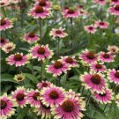 50 Pink Yellow Coneflower Seeds Echinacea Perennial Flowers Flower 1371 USA Sell