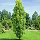 USA Seller 10 Columnar English Oak Acorns Quercus Robur Fastigiata