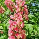 USA Seller 5 Red Horse Chestnut Nuts Aesculus × Carnea