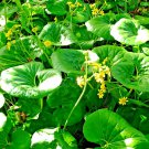 USA Seller 20 Giant Leopard Plant Seeds Farfugium Japonicum Var. Gigiantium
