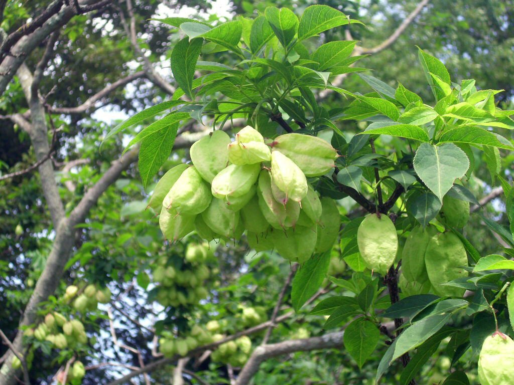 USA Seller 10 Colchis Bladdernut Tree Seeds Staphylea Colchica