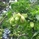 USA Seller 10 Colchis Bladdernut Tree Seeds Staphylea Colchica