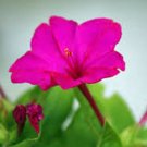 FOUR O'CLOCK BRIGHT RED 25+ SEEDS ORGANIC NEWLY HARVESTED