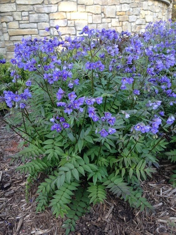 120 Jacobs Ladder Polemonium Blue-Purple Shade Perennial Flower Gardening USA
