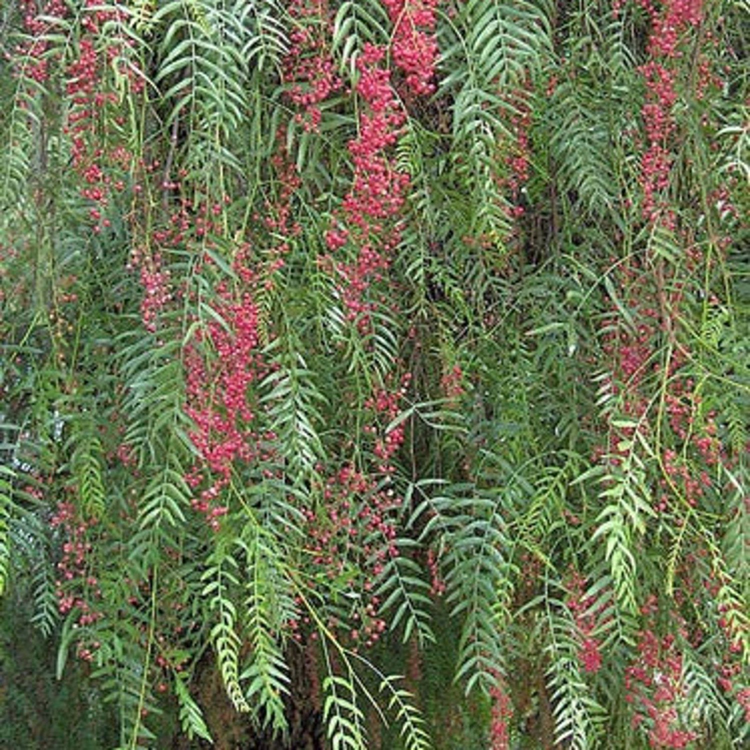 Schinus Molle California Pepper Tree Peppercorn Tree 10 Seeds Usa Fast Shipping