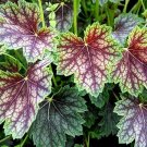 80 Heuchera Dales Strain Coral Bells Evergreen Shade Perennial Flower Gardening