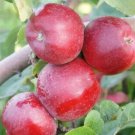 25 Liberty Apple Seeds USA Fast Grow From US